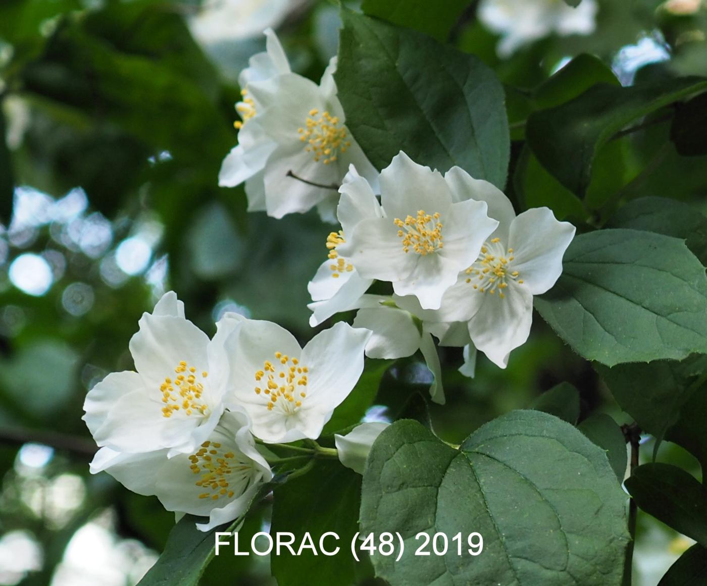 Syringa flower